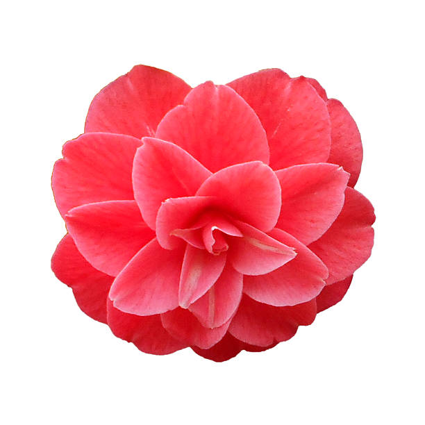 山茶花图片装饰图案插画素材30