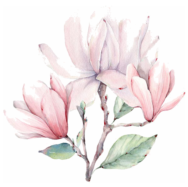 手绘淡雅玉兰花枝花朵装饰元素插图免抠素材5