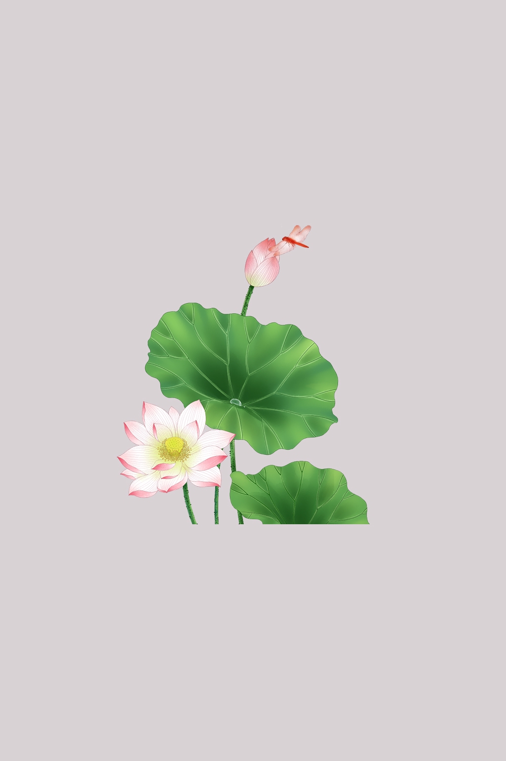 荷叶荷花素材插画装饰元素透明背景免抠素材17