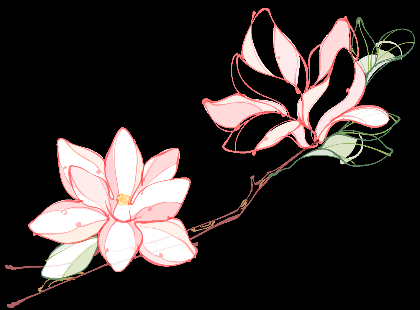 手绘淡雅玉兰花枝花朵装饰元素插图免抠素材49
