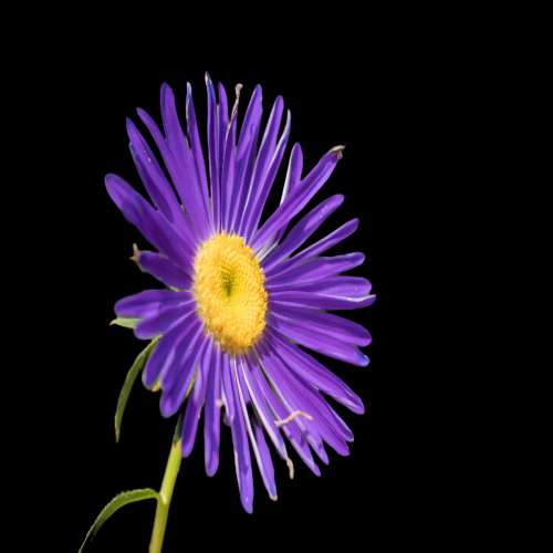 菊花雏菊装饰免抠元素素材5