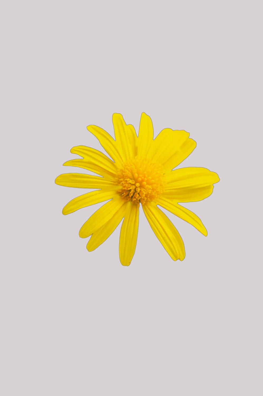 菊花雏菊装饰免抠元素素材18