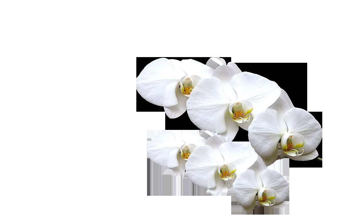 山茶花图片装饰图案插画素材43