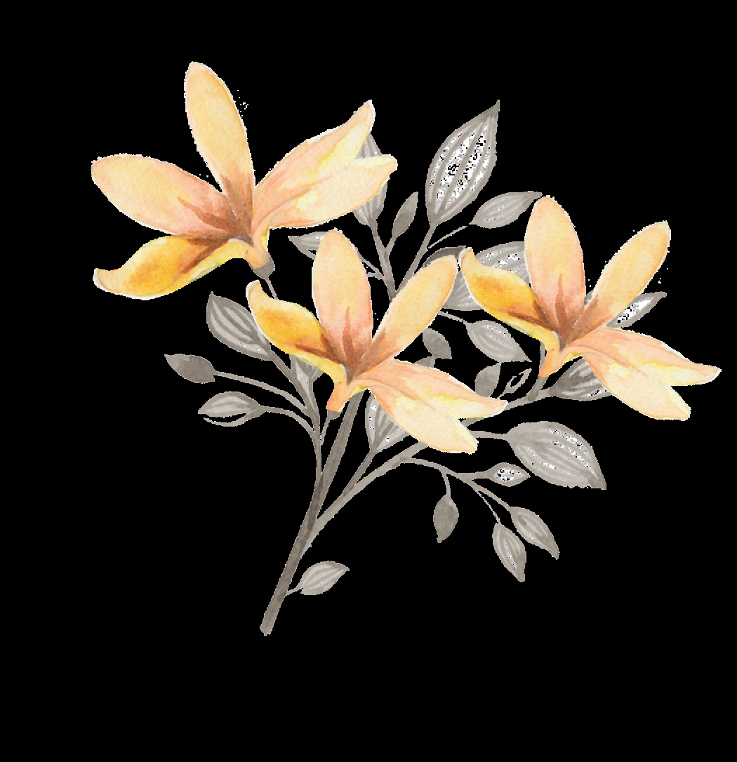 手绘淡雅玉兰花枝花朵装饰元素插图免抠素材47