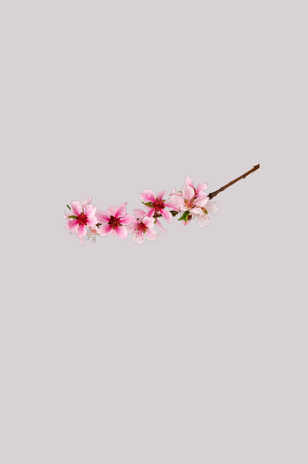 桃花素材图中国风海报设计桃树花枝透明背景69