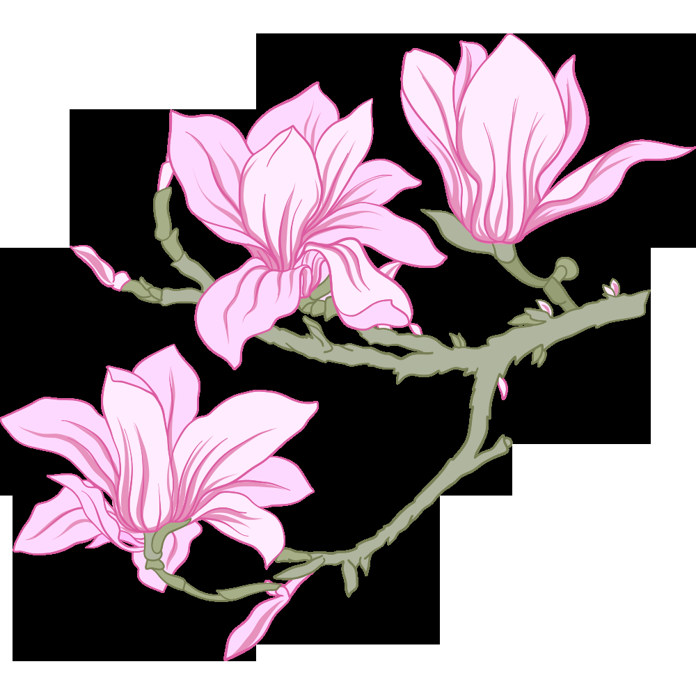 手绘淡雅玉兰花枝花朵装饰元素插图免抠素材7