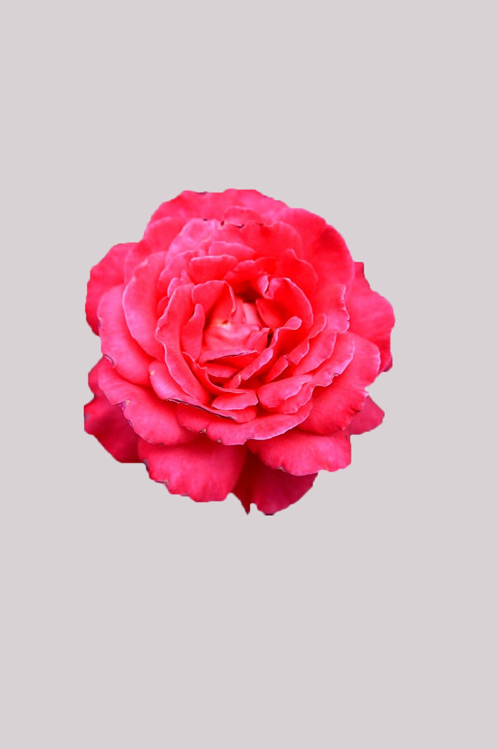 山茶花图片装饰图案插画素材28