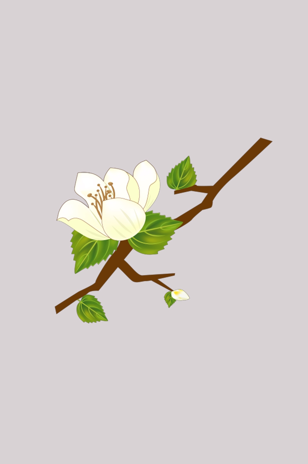清新淡雅栀子花朵图片素材免抠元素17
