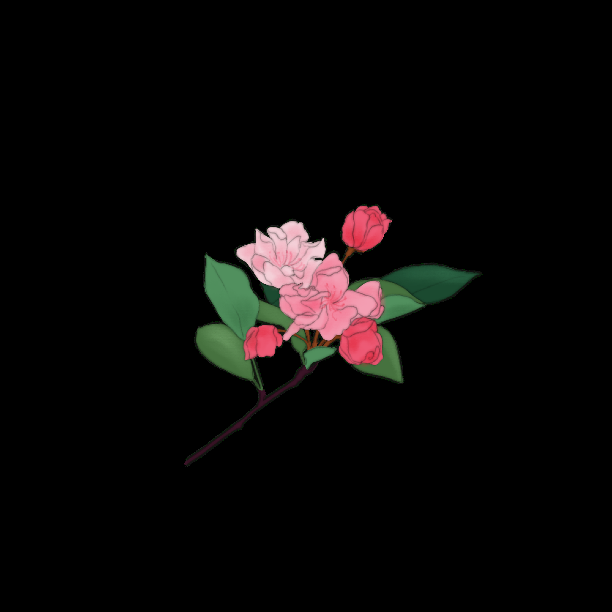 海棠花免抠元素装饰图案插画20