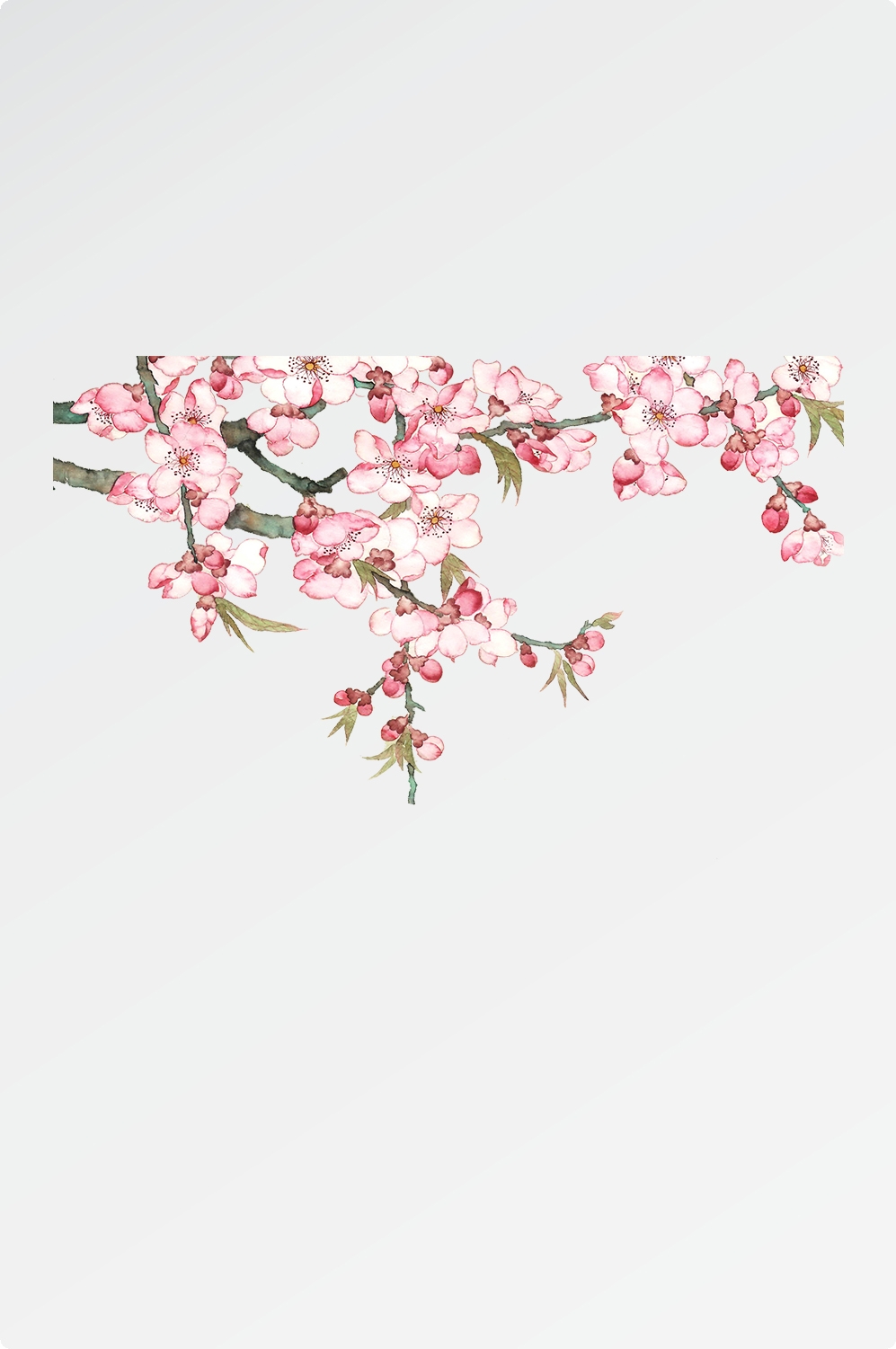 唯美樱花花树花枝樱花飘落图片装饰插图免抠20