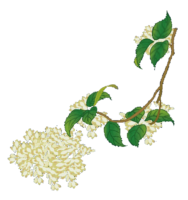 卡通手绘桂花花枝图案素材元素18