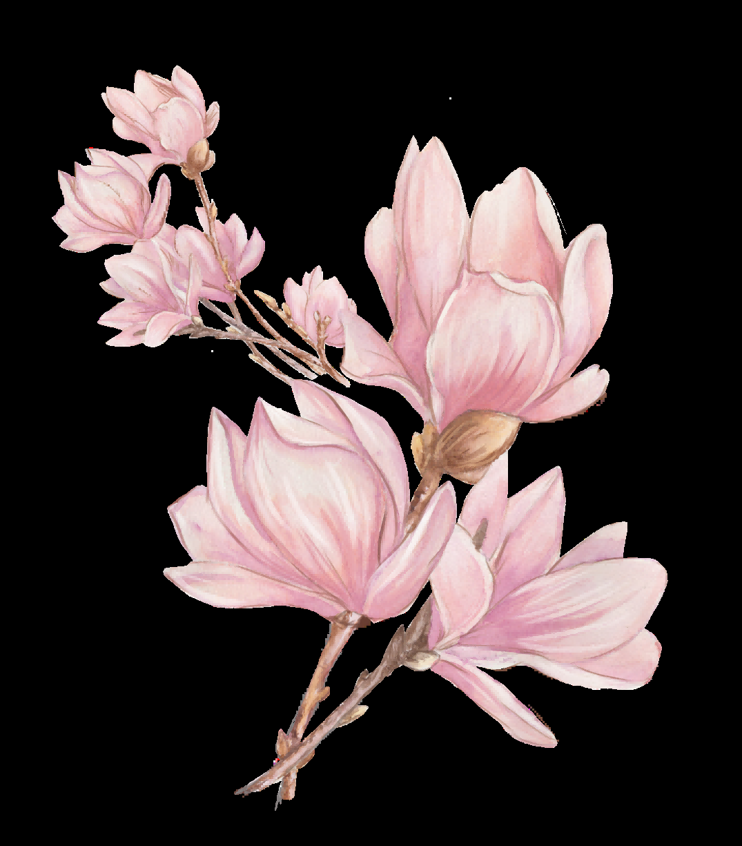 手绘淡雅玉兰花枝花朵装饰元素插图免抠素材3