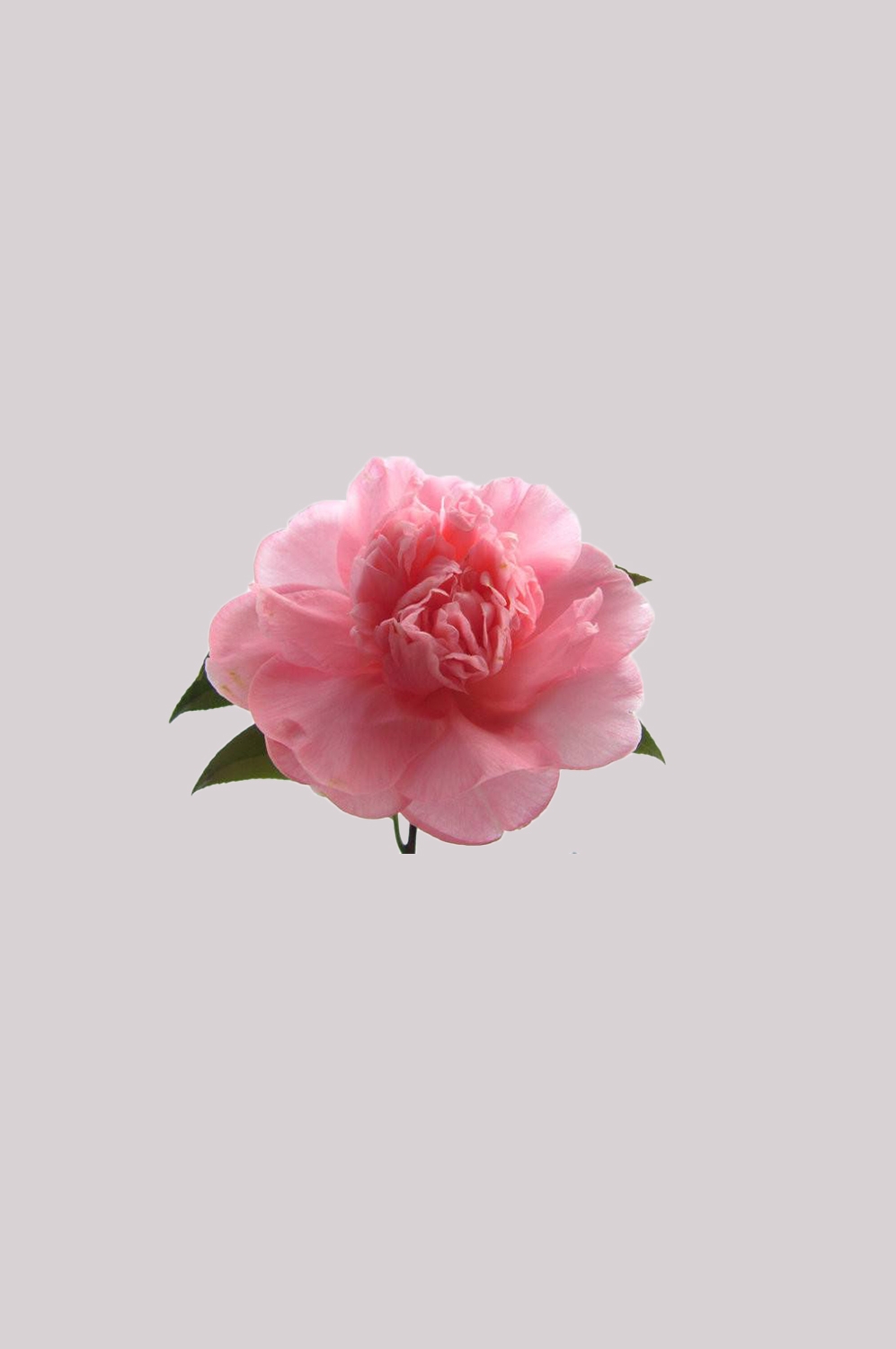 山茶花图片装饰图案插画素材34