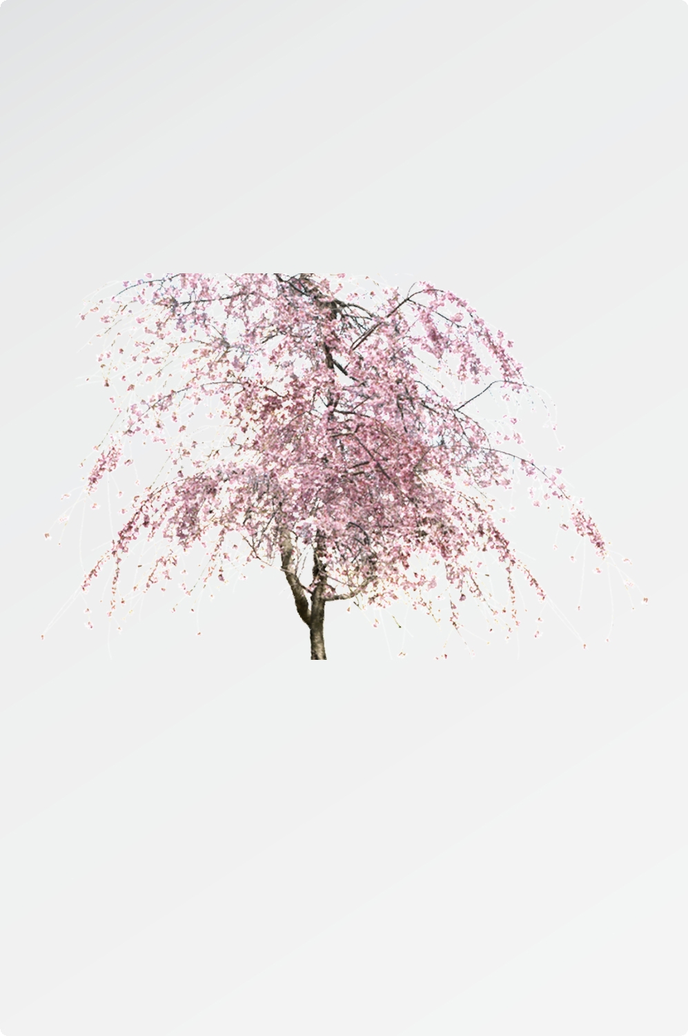 唯美樱花花树花枝樱花飘落图片装饰插图免抠39