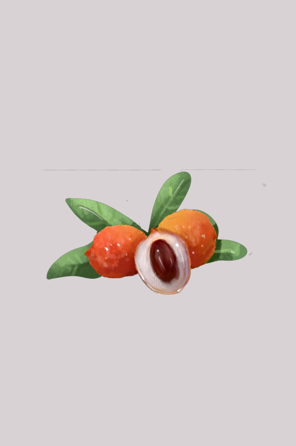 手绘荔枝图片素材装饰元素插画 png透明背景 (16)