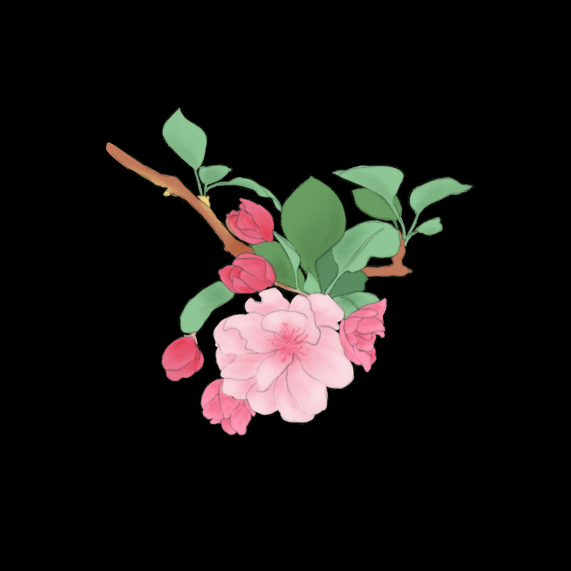 海棠花免抠元素装饰图案插画32