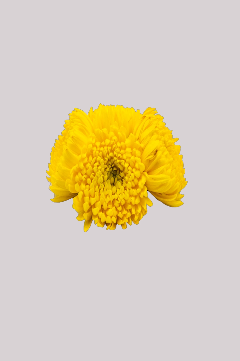 菊花雏菊装饰免抠元素素材38