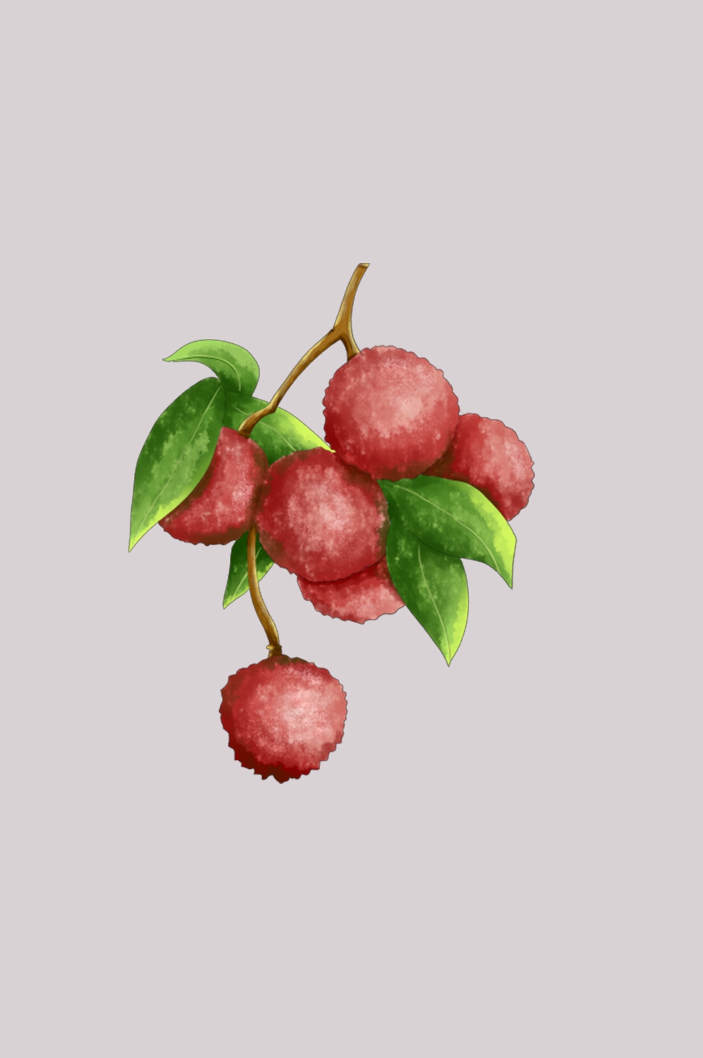 手绘荔枝图片素材装饰元素插画 png透明背景 (48)
