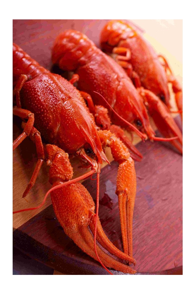 餐饮美食海报模板麻辣小龙虾香辣虾促销宣传广告素材 (1)