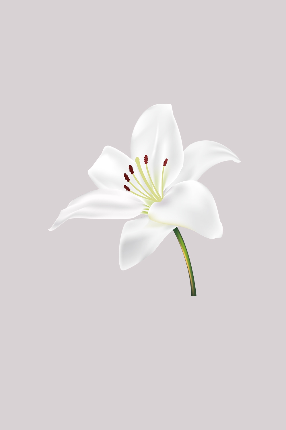 百合花免抠素材15