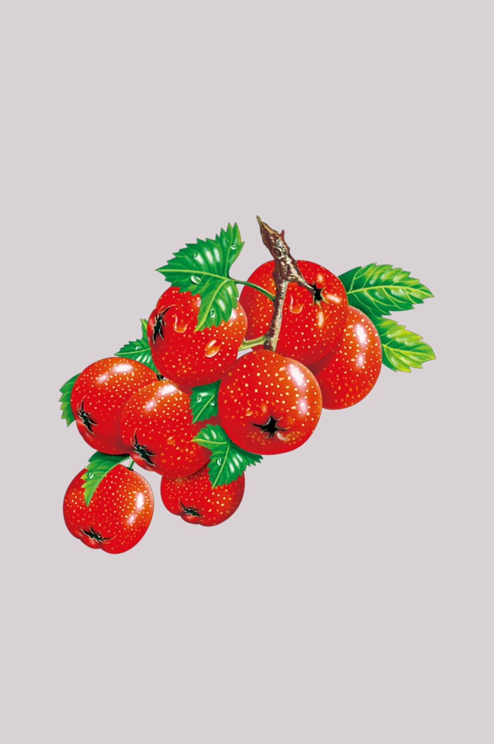 手绘山楂果图片素材装饰元素插画 免抠素材元素 (20)