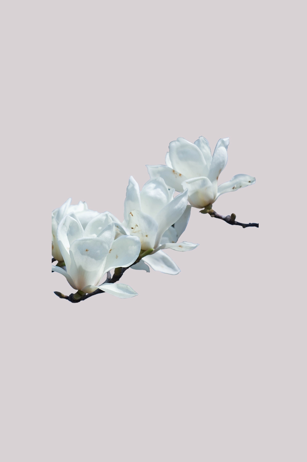手绘淡雅玉兰花枝花朵装饰元素插图免抠素材16