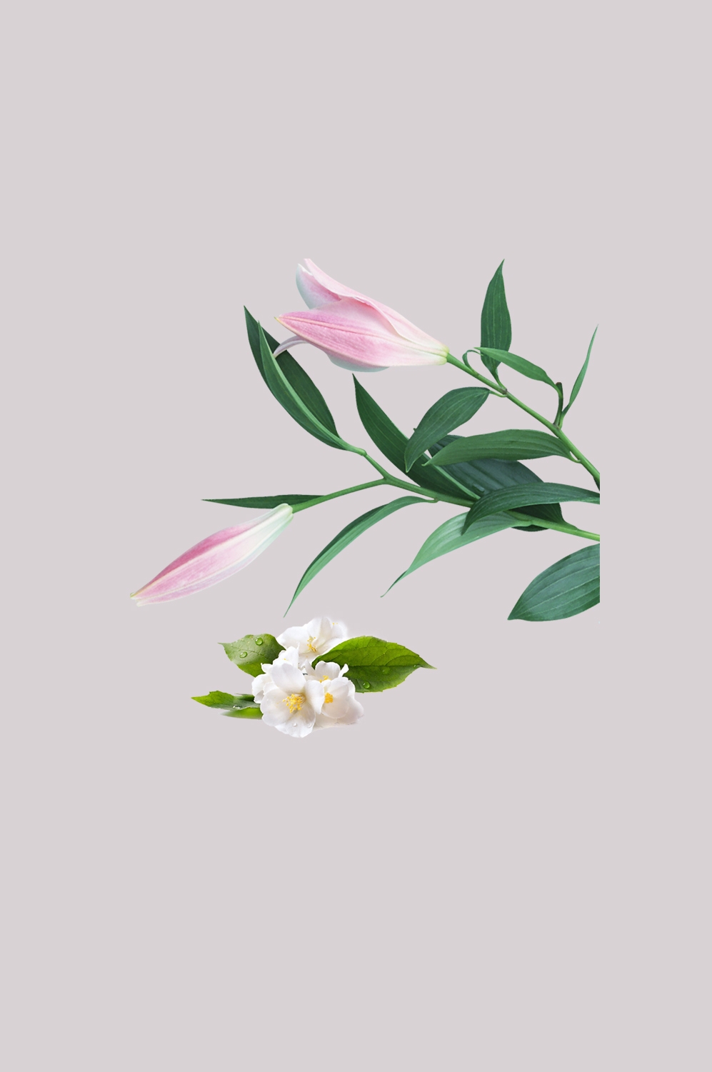 百合花免抠素材7