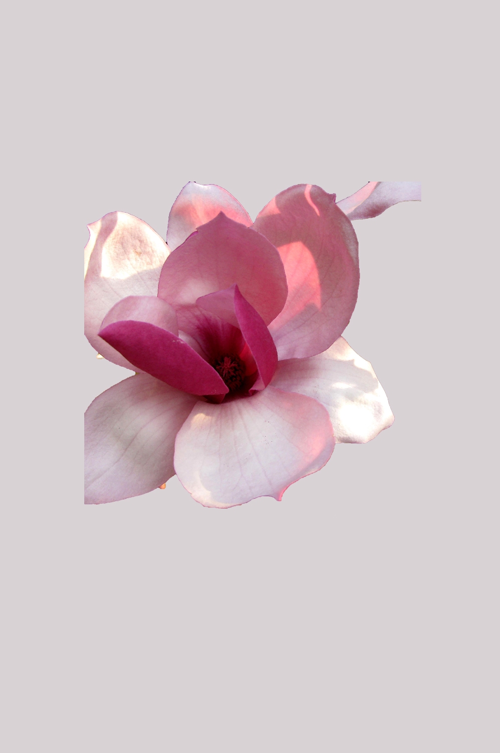 手绘淡雅玉兰花枝花朵装饰元素插图免抠素材6