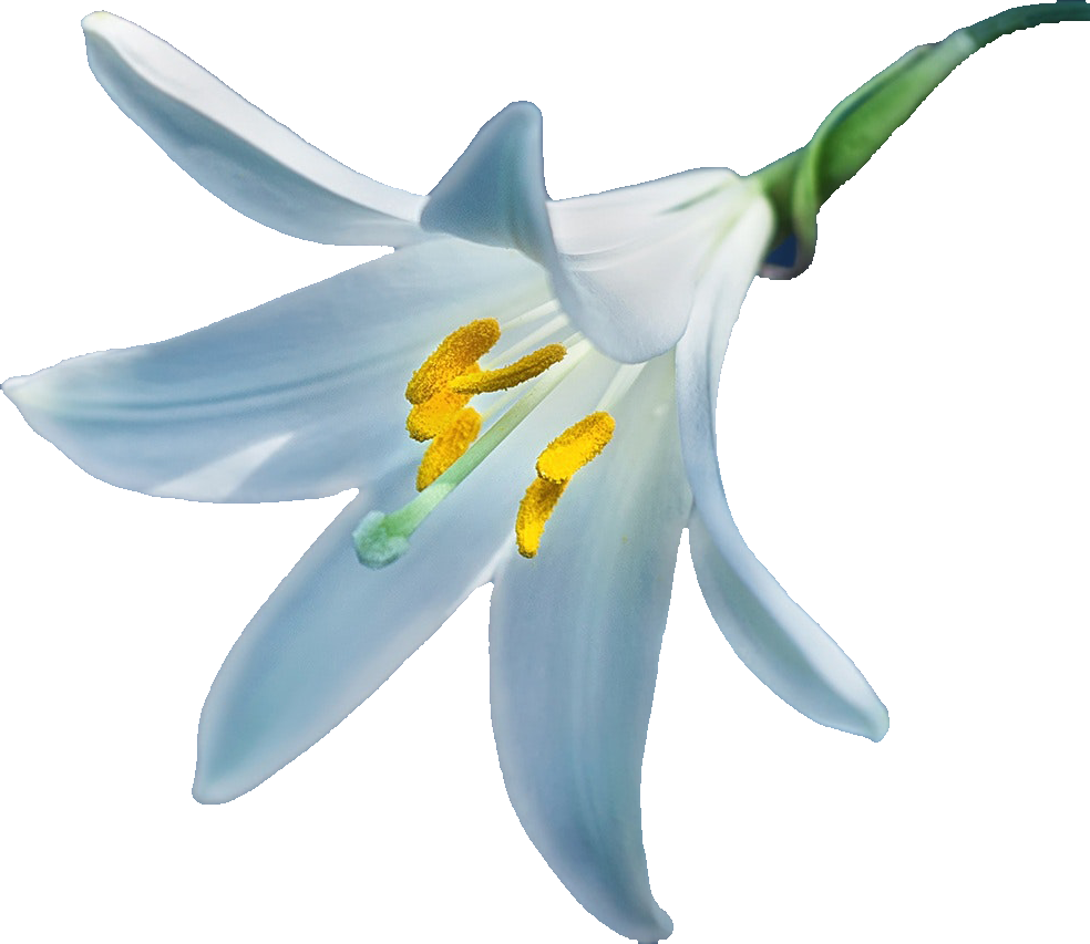 百合花免抠素材12