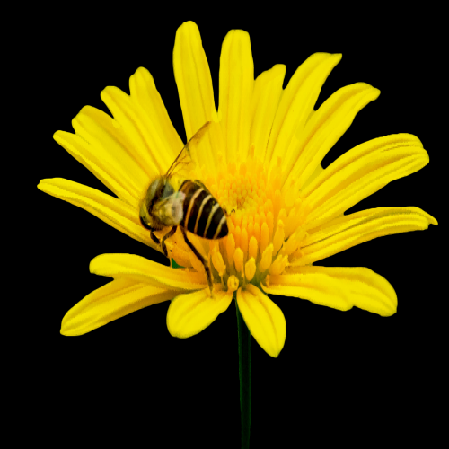 菊花雏菊装饰免抠元素素材1