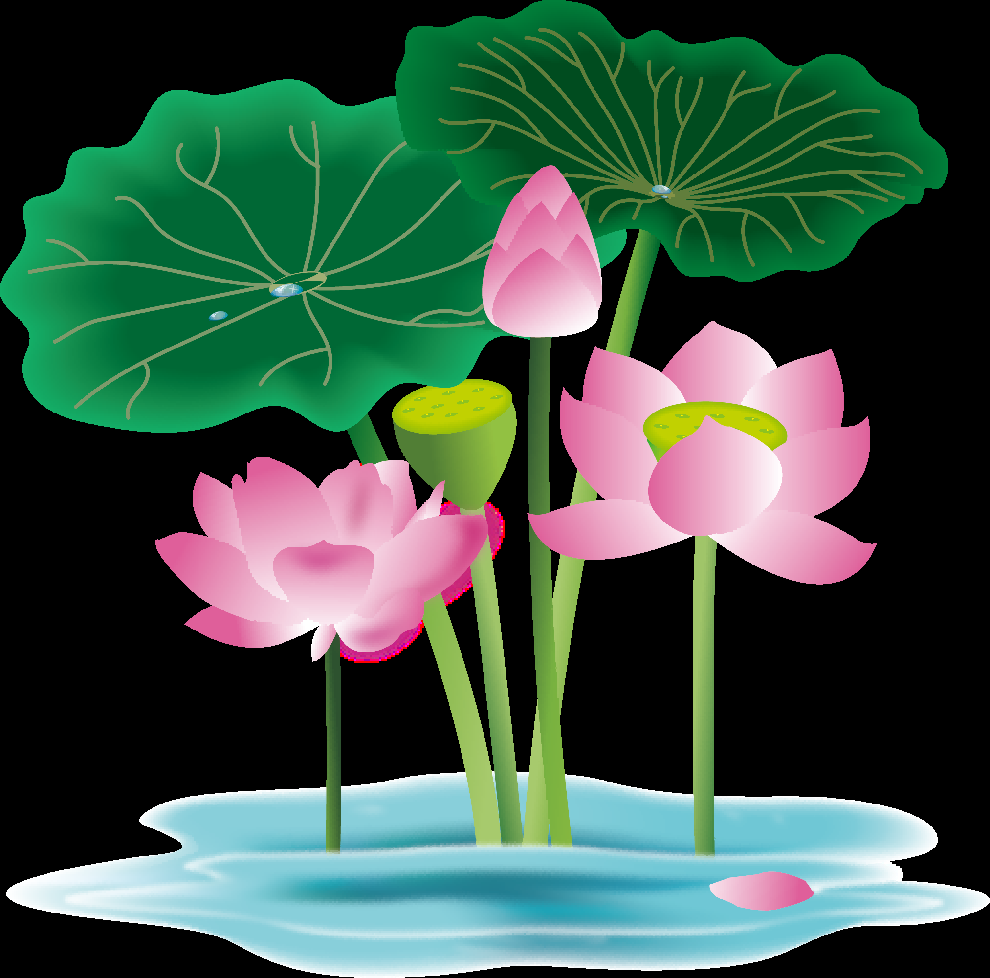 荷叶荷花素材插画装饰元素透明背景免抠素材21