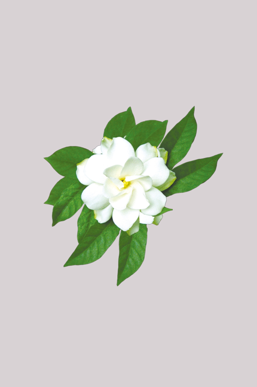 清新淡雅栀子花朵图片素材免抠元素31