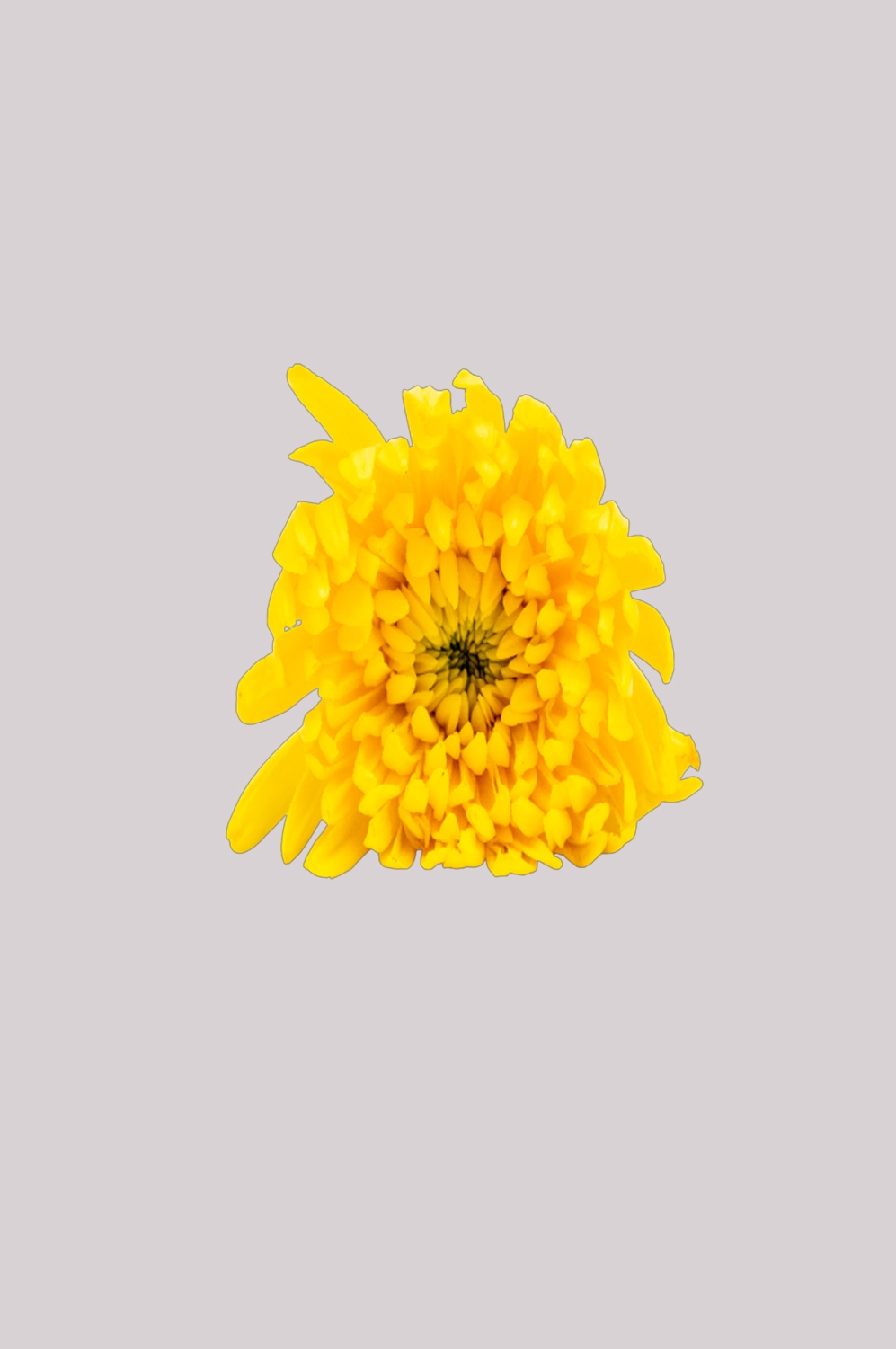 菊花雏菊装饰免抠元素素材14