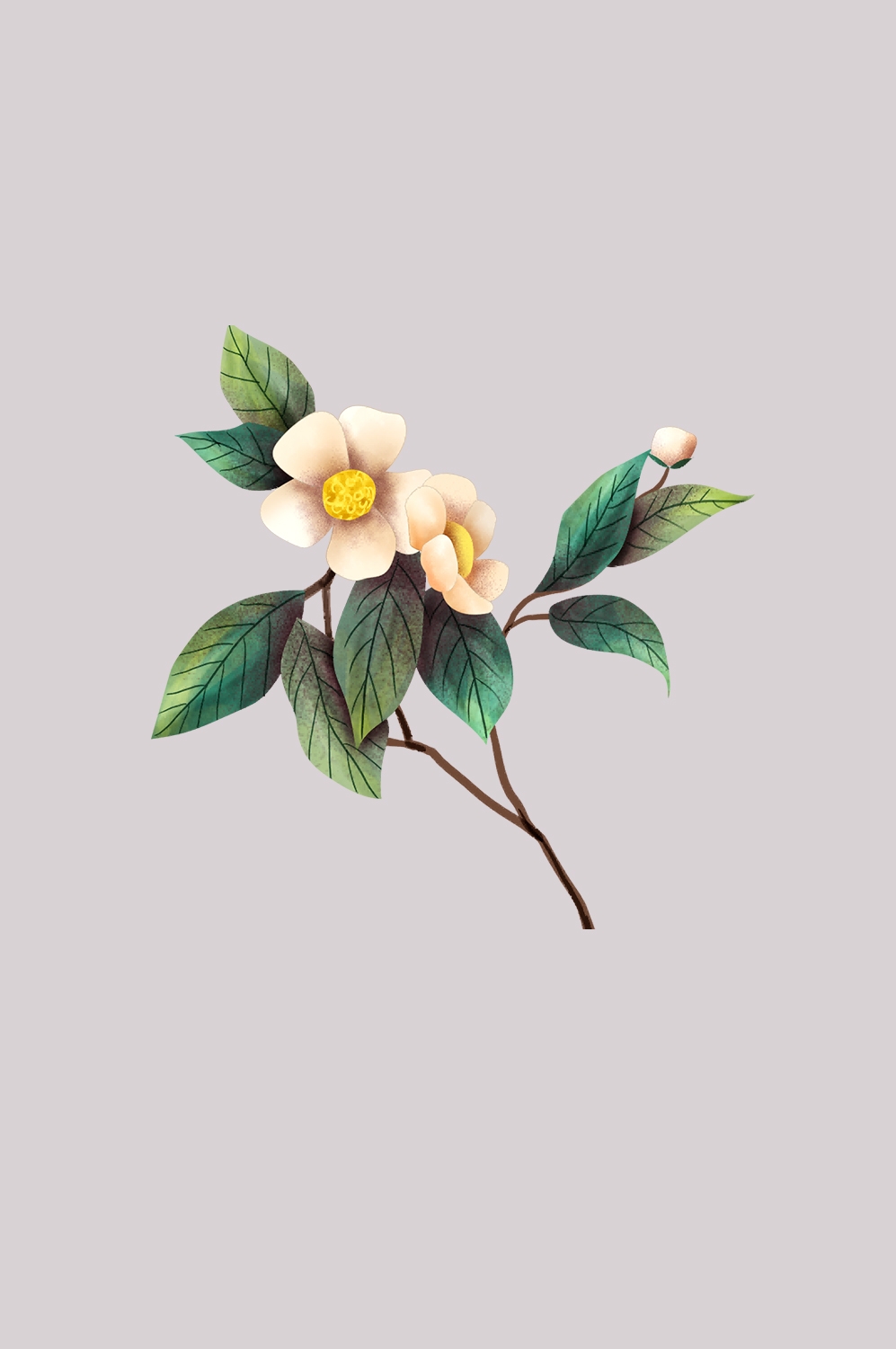 山茶花图片装饰图案插画素材39