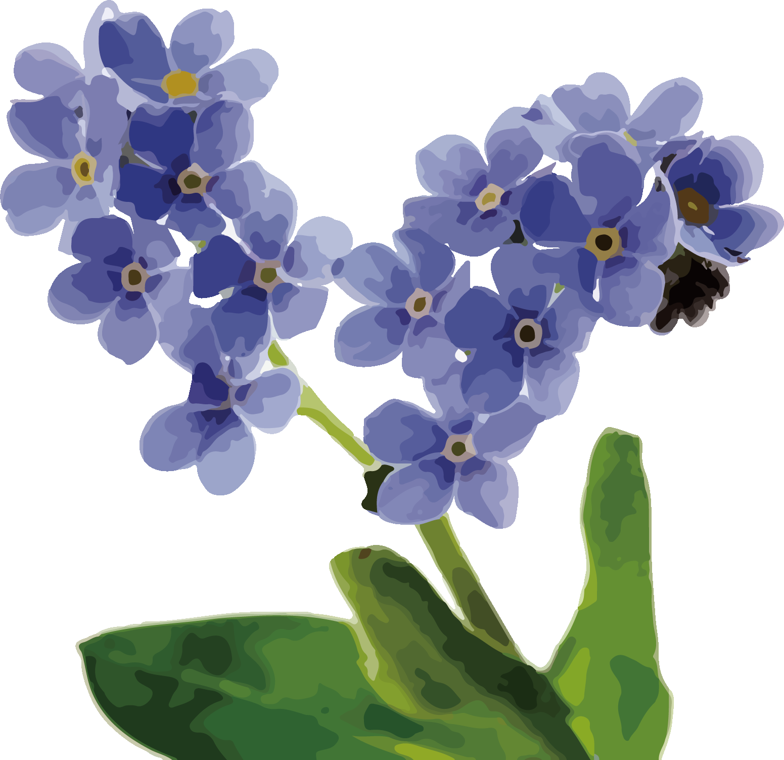 手绘淡雅玉兰花枝花朵装饰元素插图免抠素材50