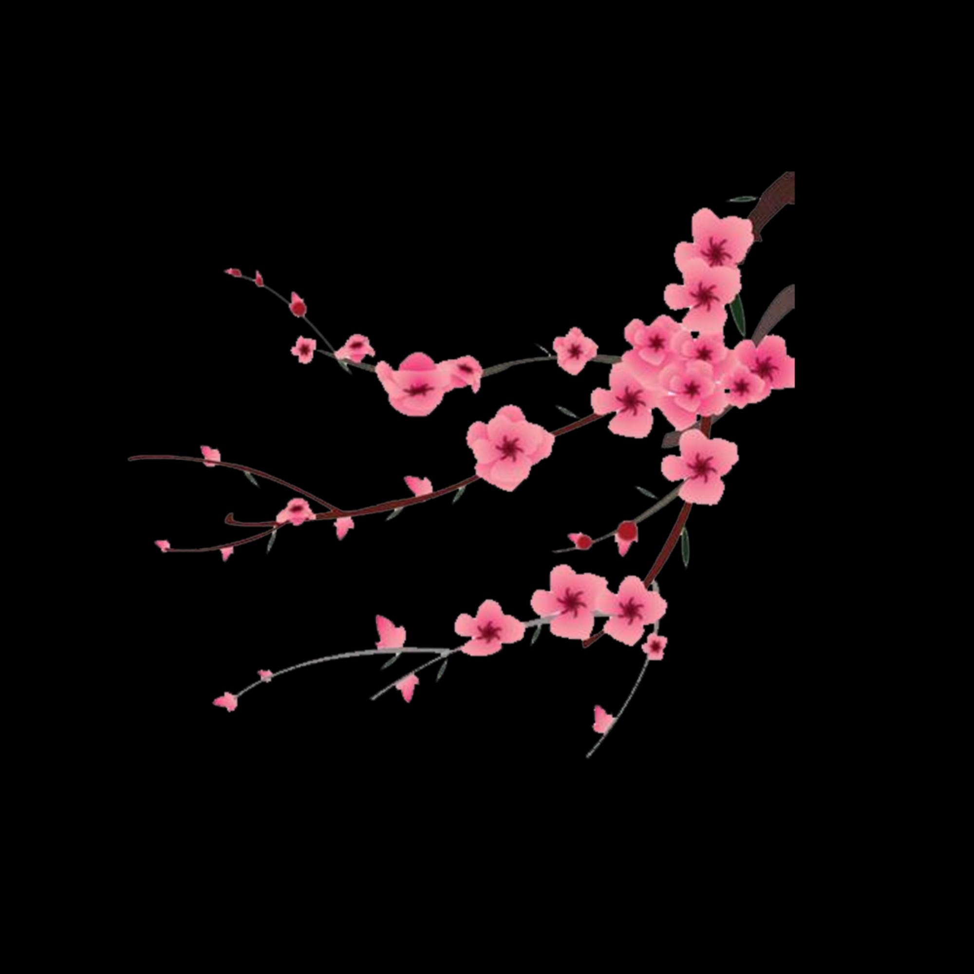桃花素材图中国风海报设计桃树花枝透明背景23