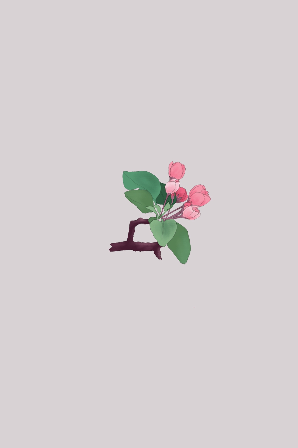 海棠花免抠元素装饰图案插画24