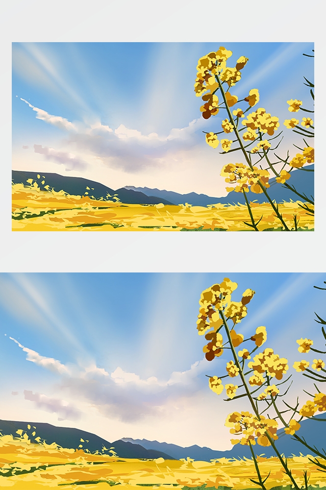 油菜花开田野风景背景插画图片banner海报20