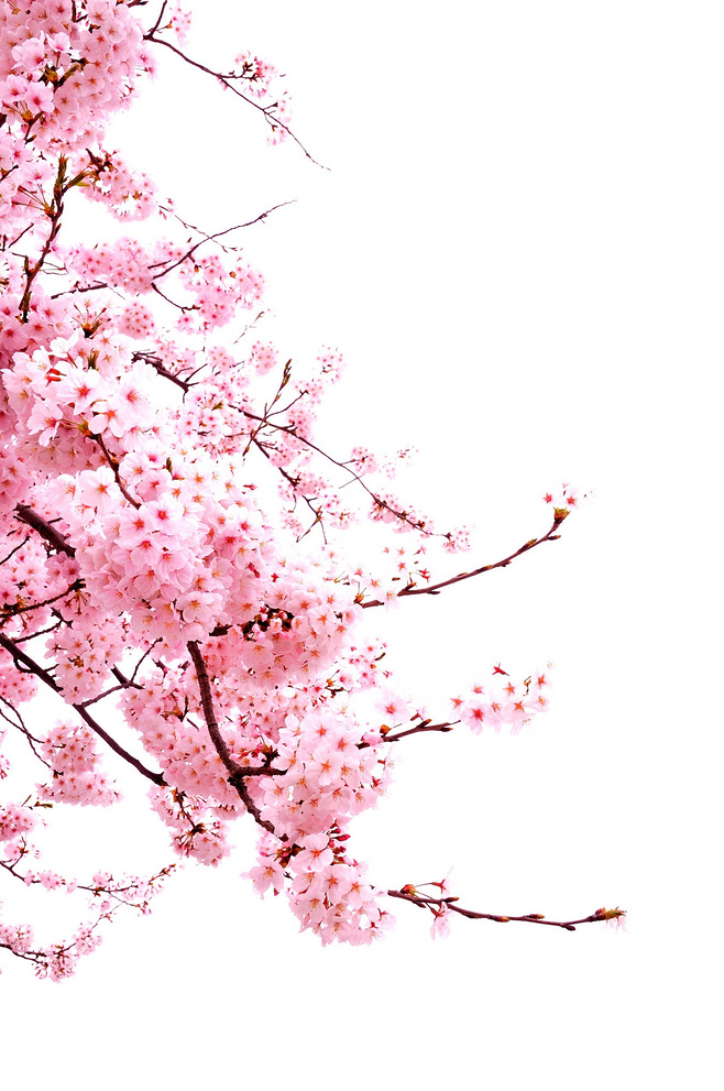 唯美樱花花树花枝樱花飘落图片装饰插图免抠29