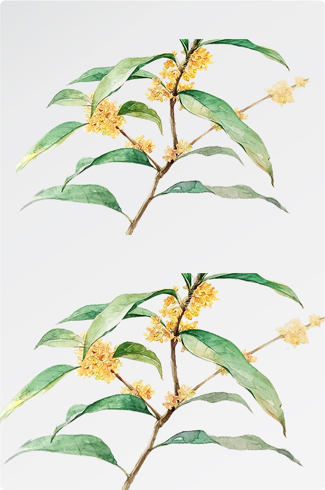 卡通手绘桂花花枝图案素材元素51