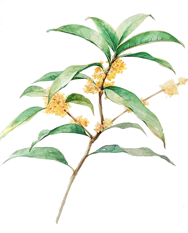 卡通手绘桂花花枝图案素材元素51