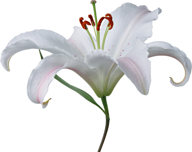 百合花免抠素材26