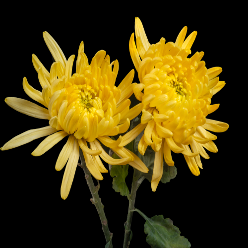 菊花雏菊装饰免抠元素素材20