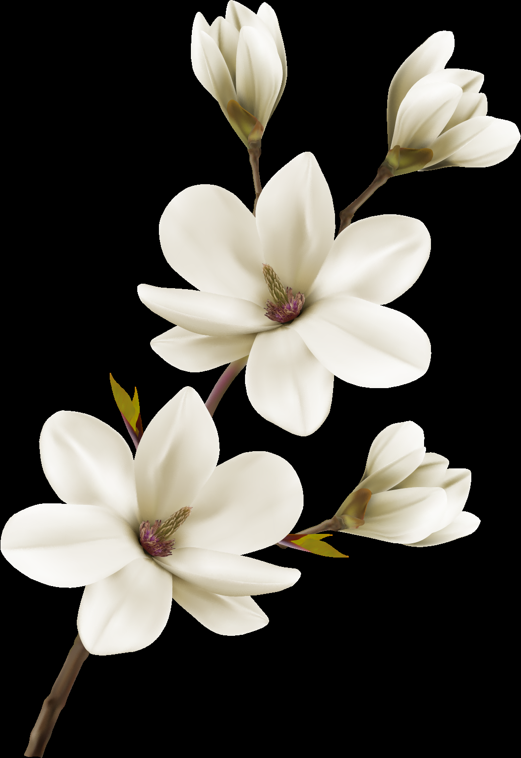 手绘淡雅玉兰花枝花朵装饰元素插图免抠素材12