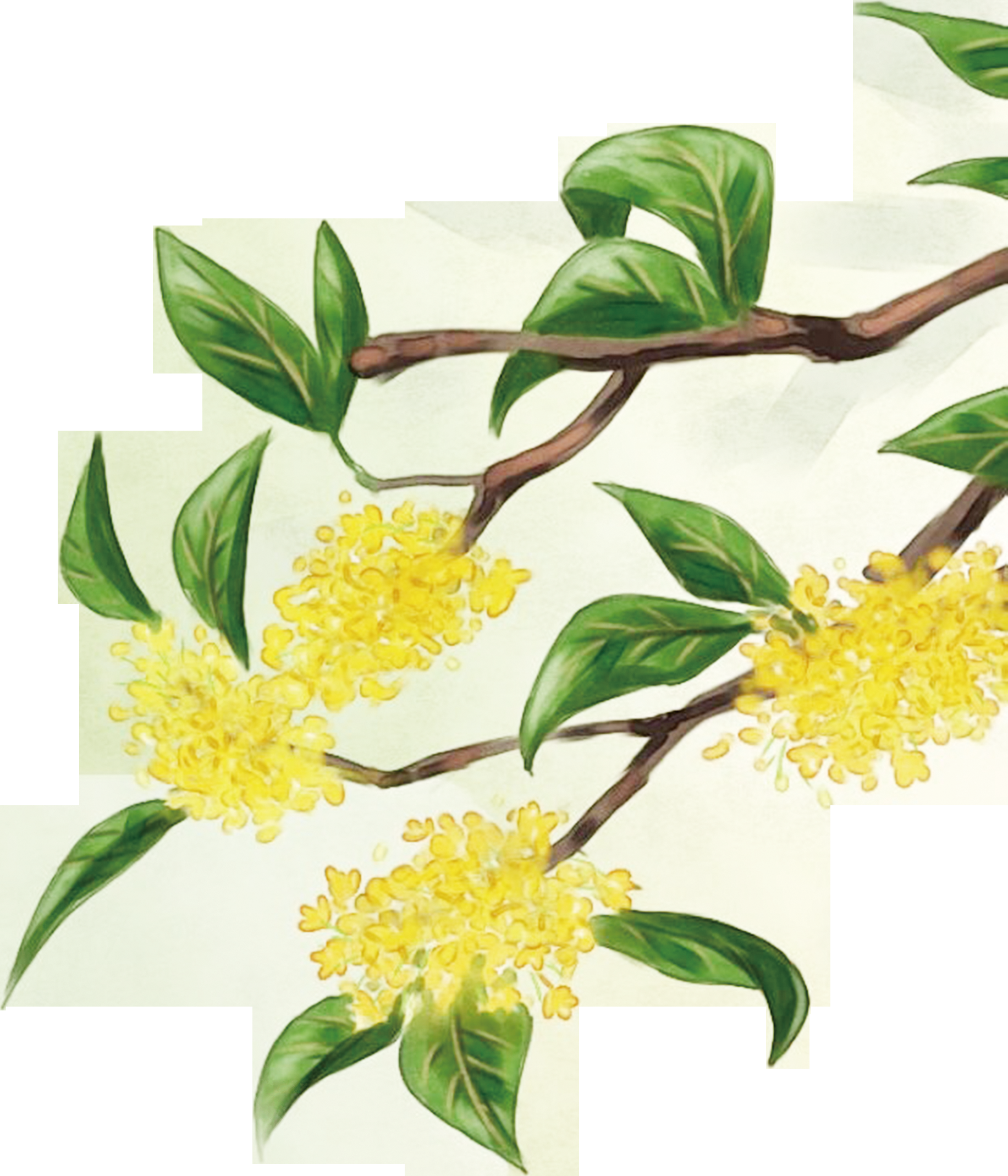 卡通手绘桂花花枝图案素材元素26