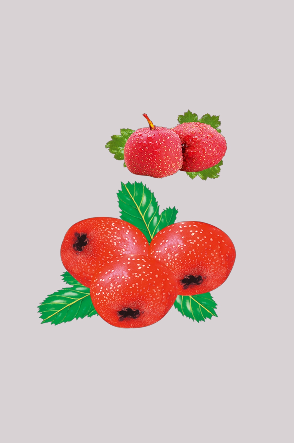 手绘山楂果图片素材装饰元素插画 免抠素材元素 (36)