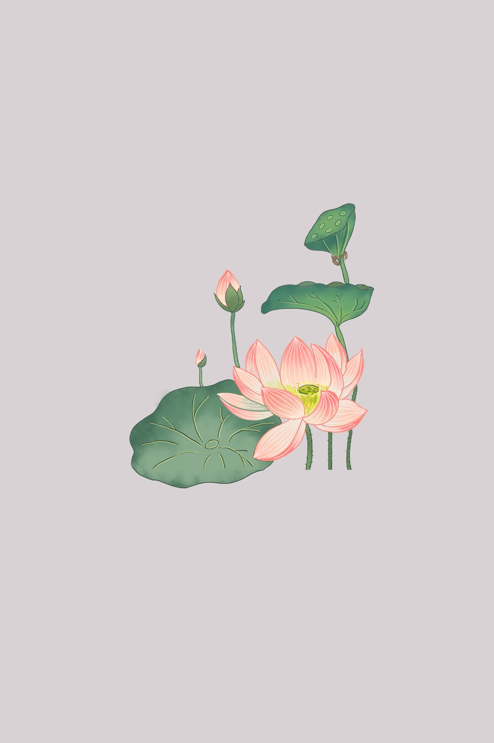 荷叶荷花素材插画装饰元素透明背景免抠素材25