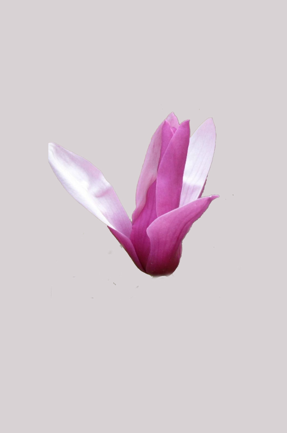 手绘淡雅玉兰花枝花朵装饰元素插图免抠素材33