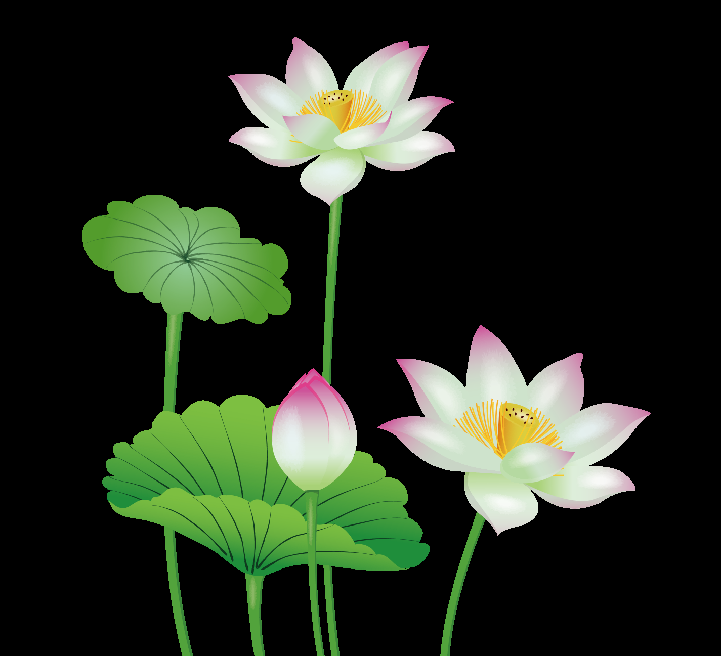 荷叶荷花素材插画装饰元素透明背景免抠素材16