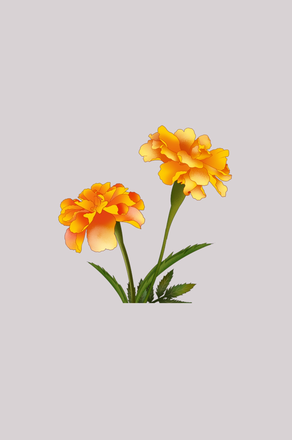 菊花雏菊装饰免抠元素素材32